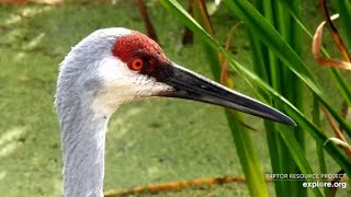 Mississippi River Flyway Cam. Close-up Sandhill Crane - explore.org 10-01-2021