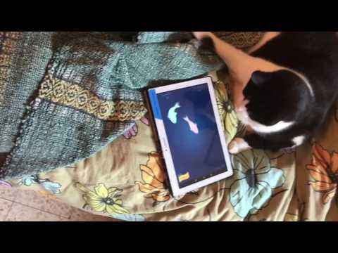 Image result for cat playing on computer tablet