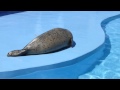 動くアザラシ