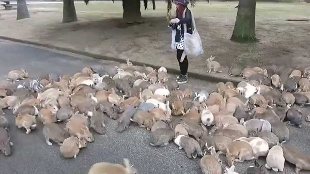 Rabbits On Okunoshima Island Swarm Tourist Rabbits On Okunoshima Island Swarm Tourist