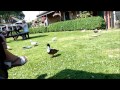 Mobile Phone Duck Quack Tone Attracts Ducks Mobile Phone Duck Quack Tone Attracts Ducks