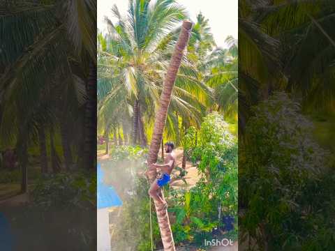Tree#cutteraravind#toptrendingvodes#Nagar Kovil8248851253
