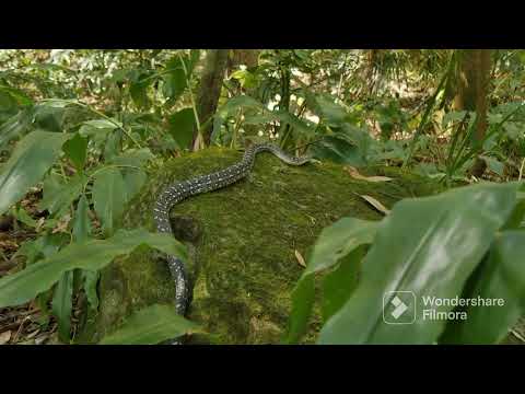 Videos sobre la selva José Ángel Saavedra vargas 4B ofimática