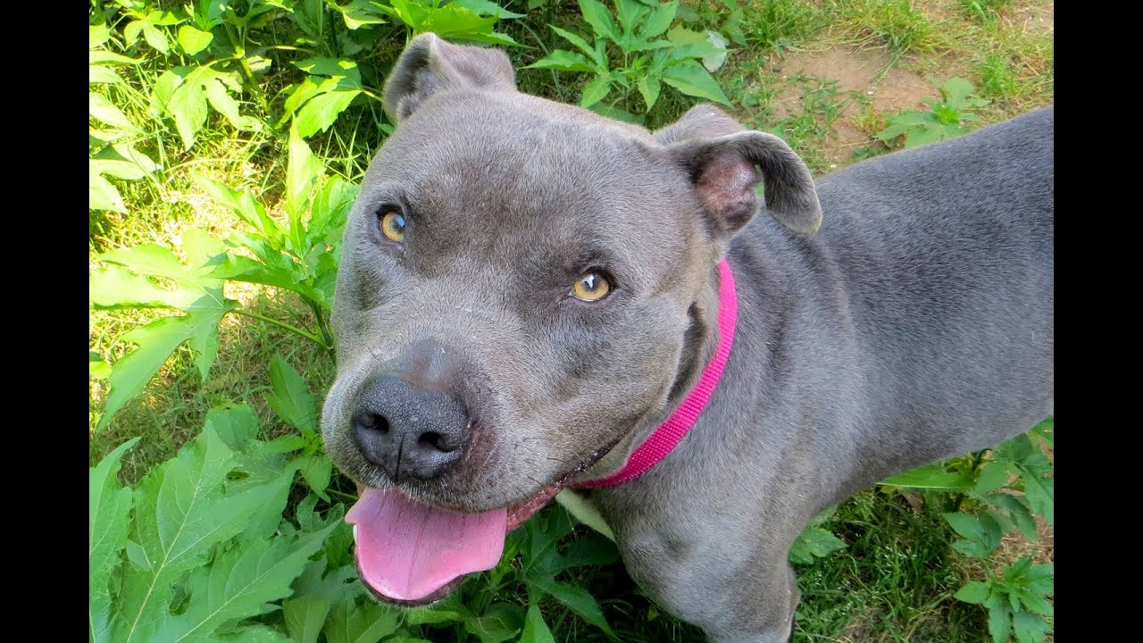 petco hours Dub - ADOPTED!