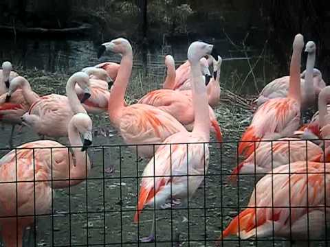 Flamingos Call