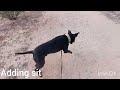 Sout.ixons first day  off leash k9 tucson