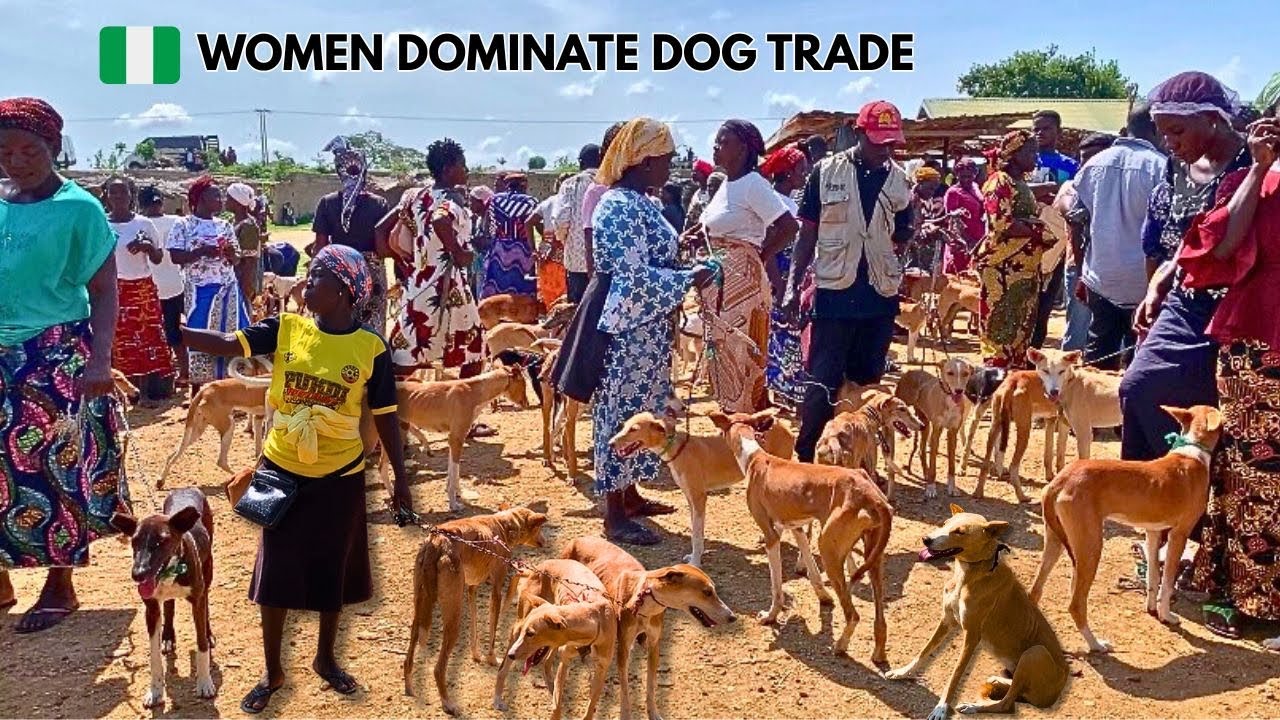 The Biggest Dog Market in West Africa 🇳🇬