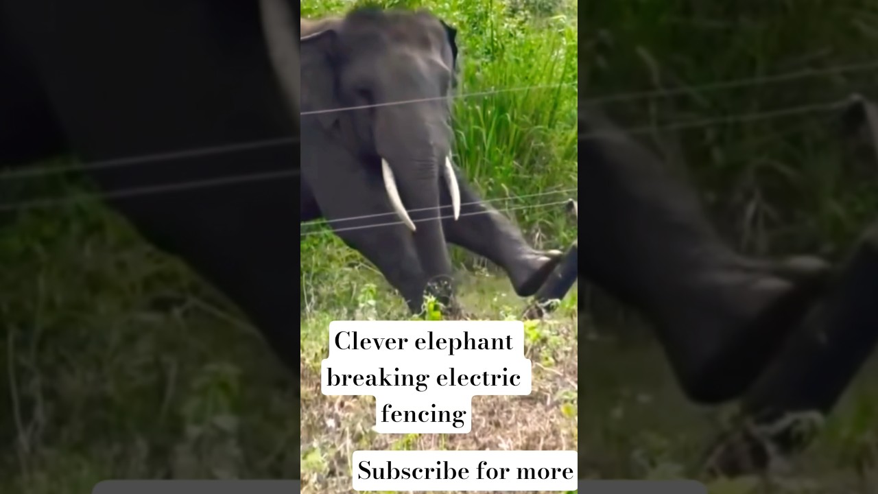 Clever elephant seen breaking an electric fencing 