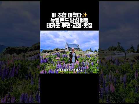 뉴질랜드 남섬여행 테카포 호수 완성 코스 루핀 교회맛집 하루 정리