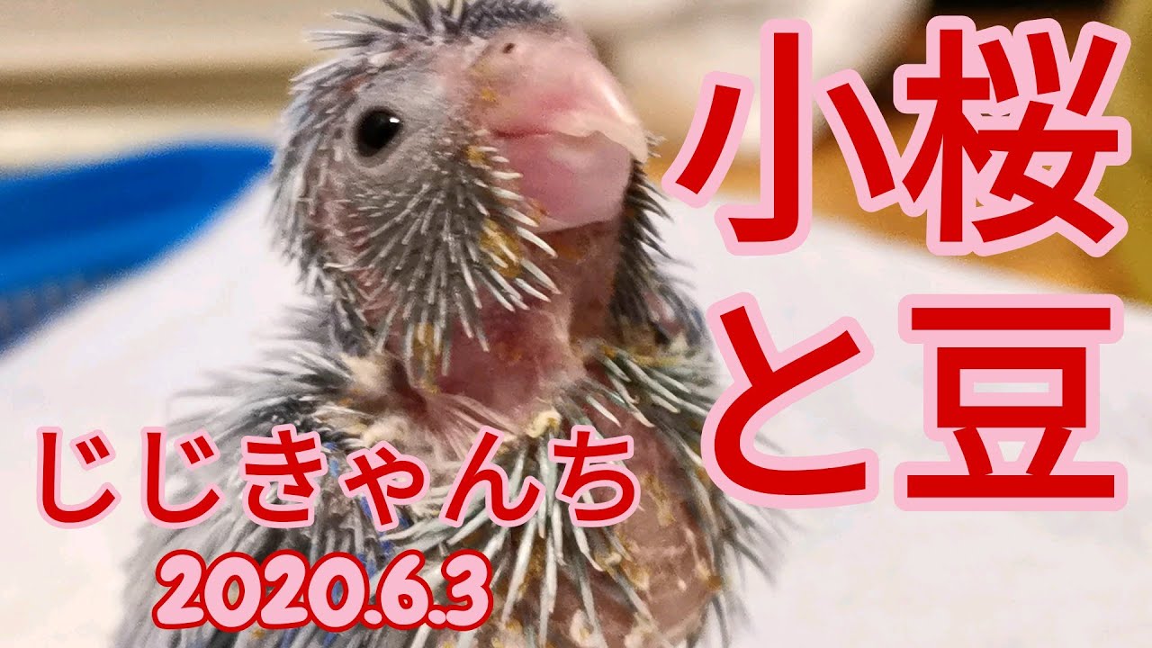 ご家族募集🐣　でも...