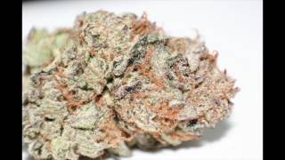 How to Grow Medical Marijuana at Home w MGI H601C