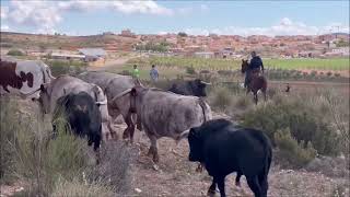 Encierro de Toros Alcadozo 2024