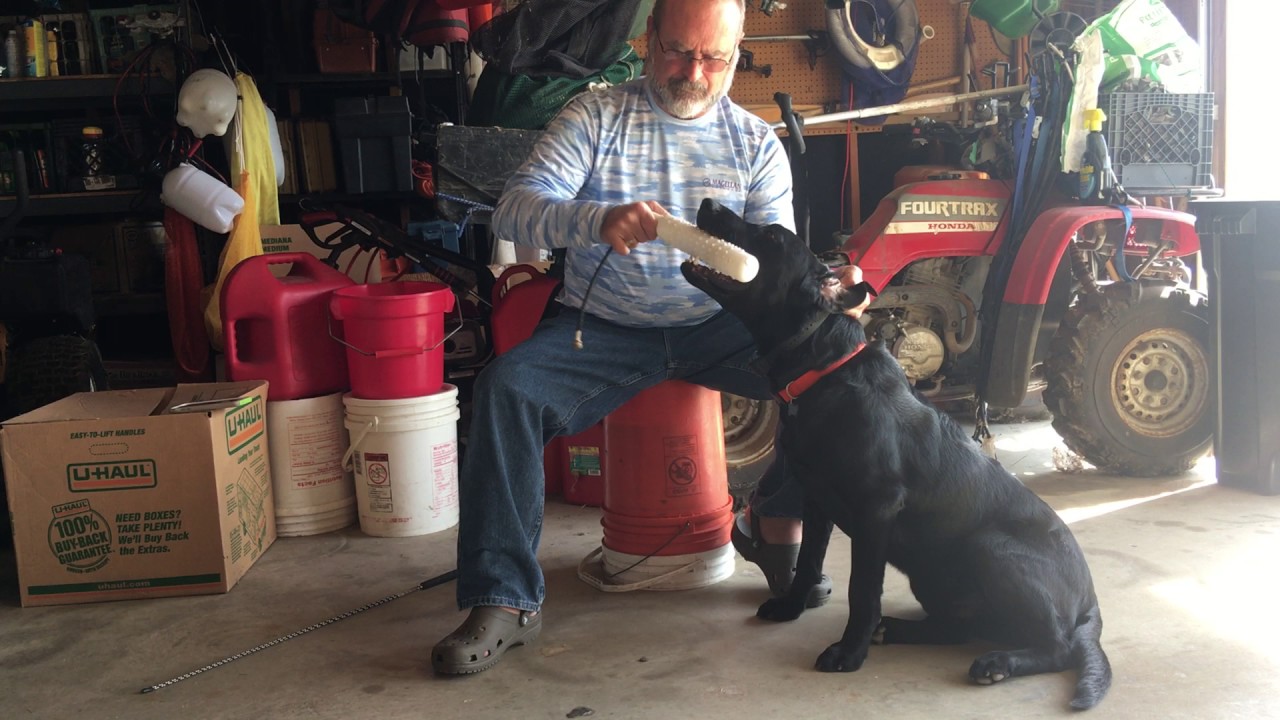 Pete-Ear Pinch Training 3