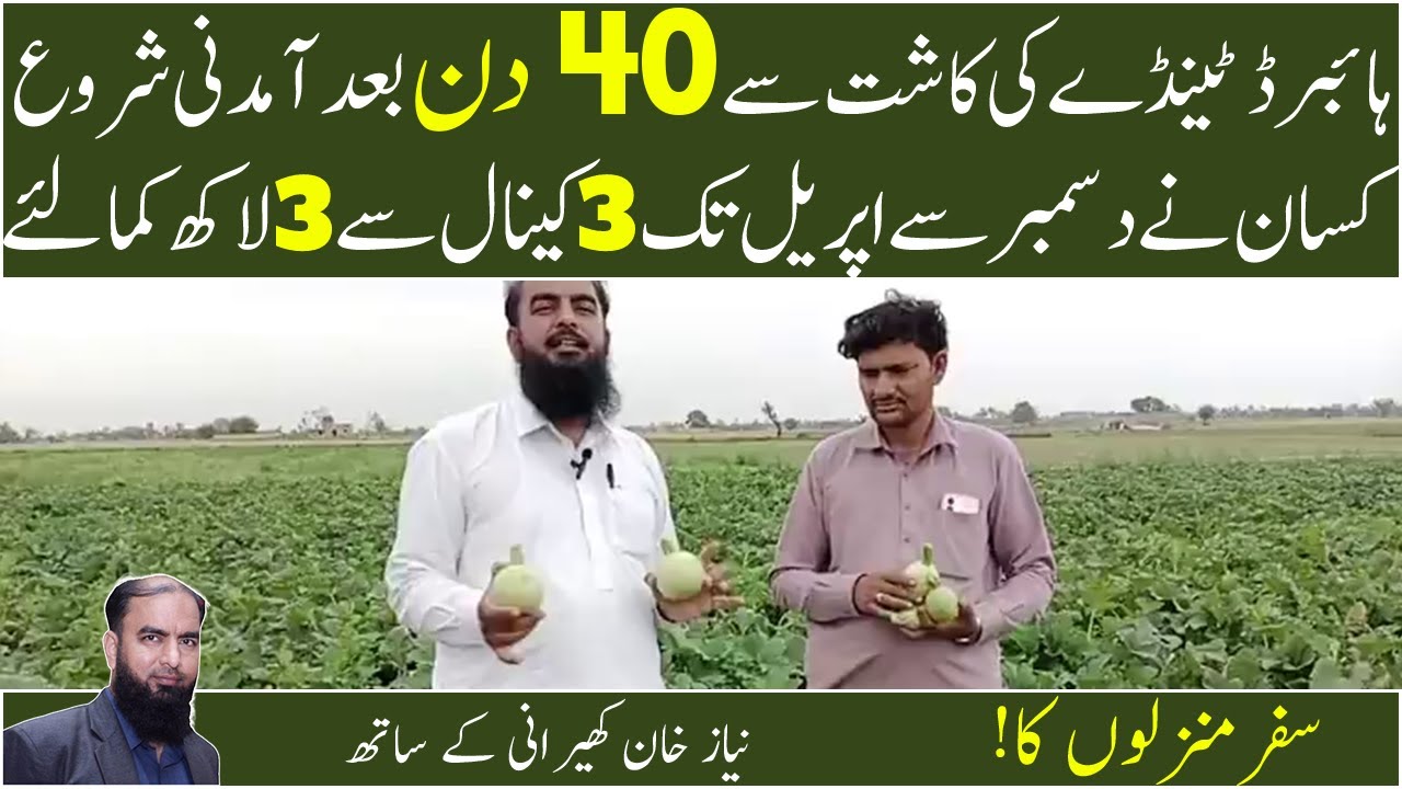 How a farmer earn 3 Lakhs from hybrid Fistolosus latest farming techniques - Niaz khan kherani