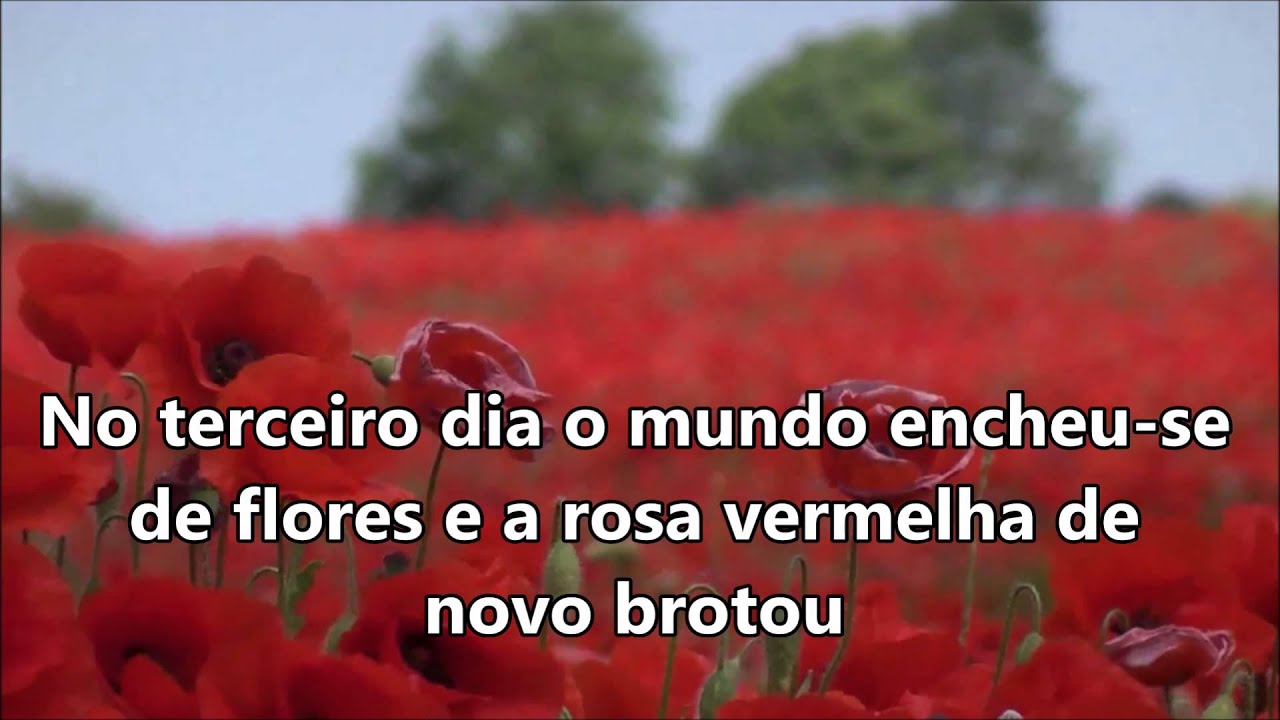 Rosa Vermelha  Play Back Luis de Carvalho