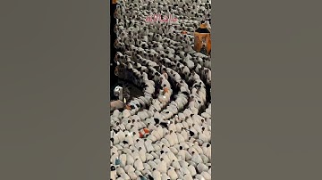 الملك كلها لله🕋🤗 تلاوة المشهورة #ياسر_الدوسر #القرآن_الكريم