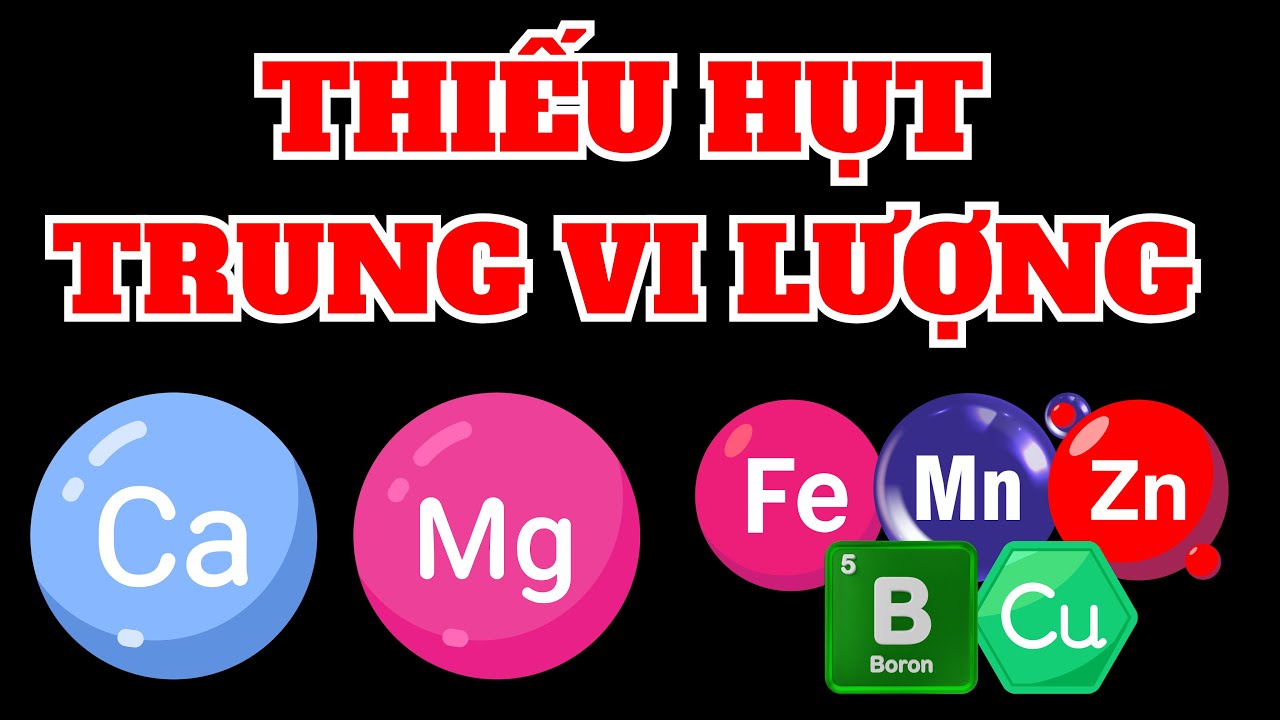 Thiếu hụt TRUNG VI LƯỢNG |  Ca, Mg, Zn, Cu, B, Mn, Fe | Biểu hiện, phân biệt và cách khắc phục