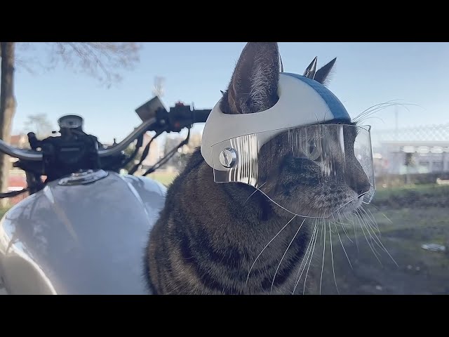   Biker cat    Cats on a motorcycle - YouTube