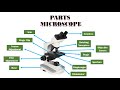 The Marvels of Microscopes: Magnification and Resolution Explained