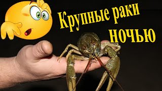 Столько раков я еще не ловил летом! Ловля раков ночью с фонарем на раколовки!