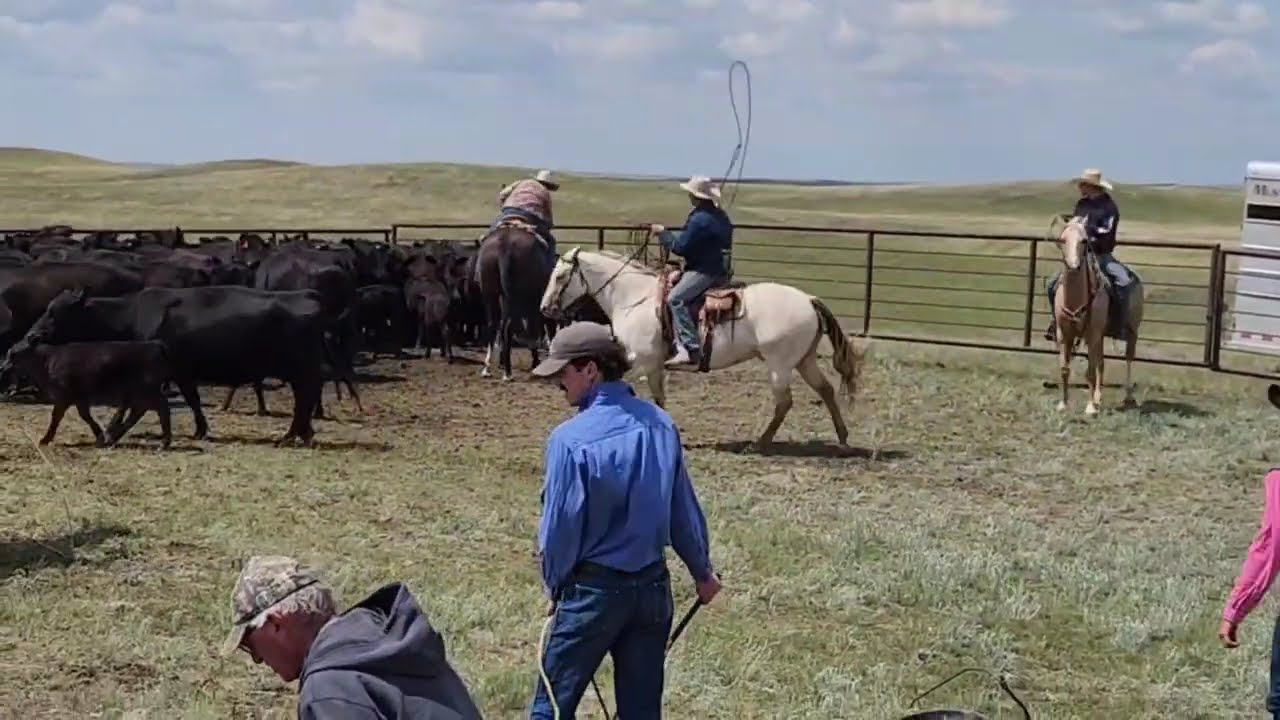 Reg. 5 year old APHA Gelding ranch horse