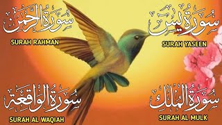 Surah Yaseen ❤ Surah Rahman ❤ Surah Al Waqia ❤ Surah Al mulk Soothing Quran recitation | Ep86