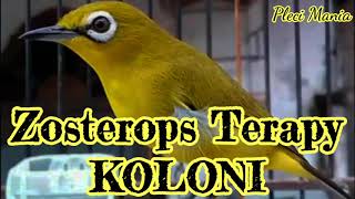Zosterops Terapy KOLONI