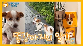 [나루네_일기50] 강아지의하루 l 50번째영상기념 l 유기견입양 l 일상
