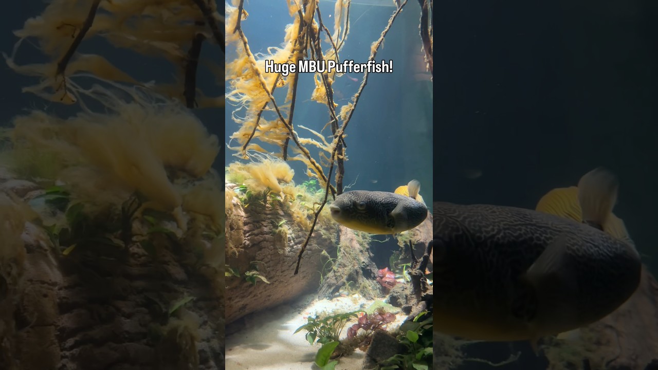 Huge MBU Pufferfish!