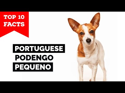 Video: Puggle