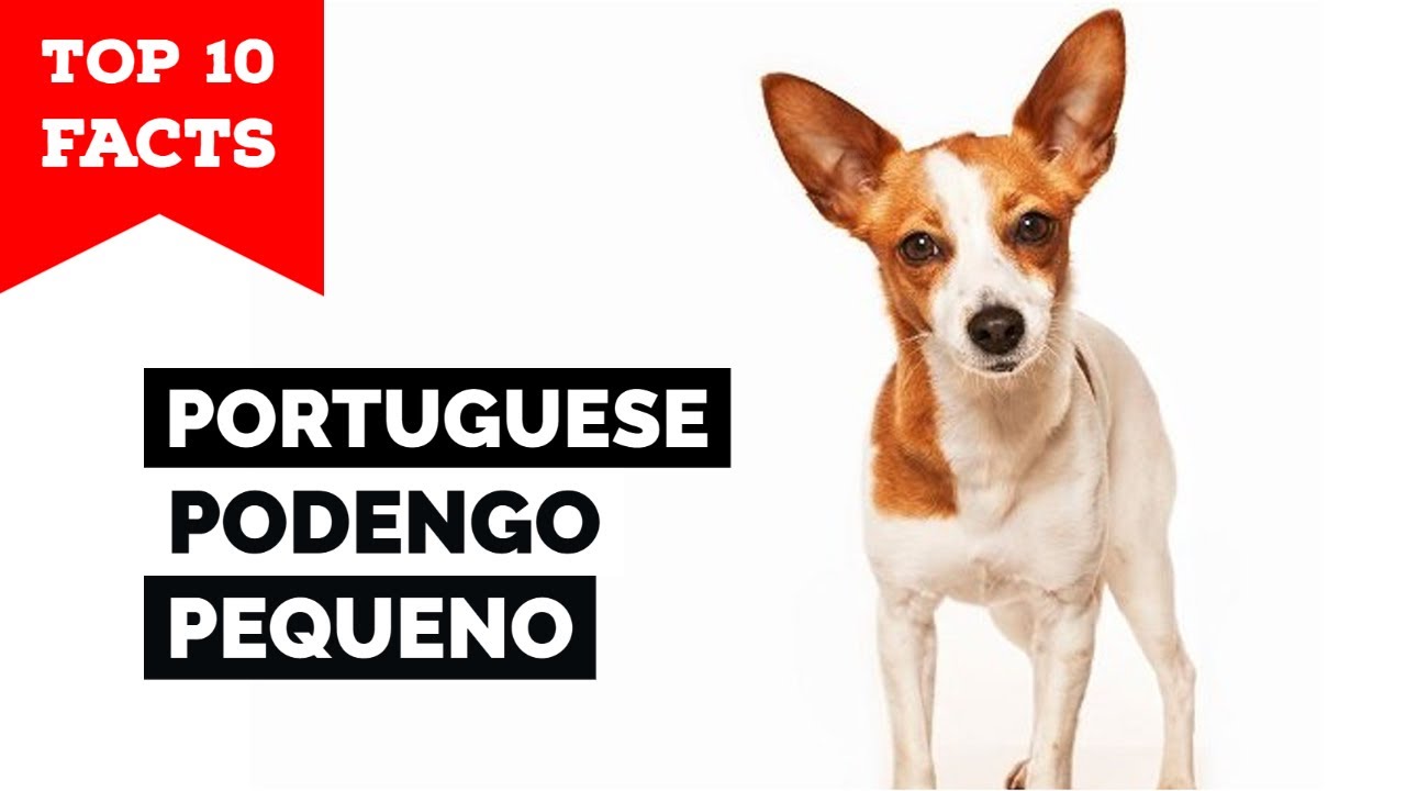 are portuguese podengo aggressive