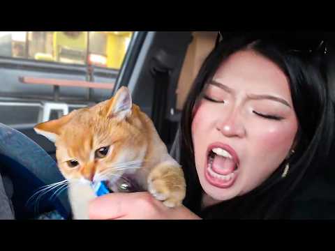 Spoiling My Cat For 24 Hours