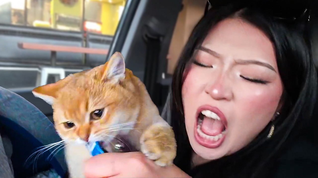 Балую свою кошку 24 часа..