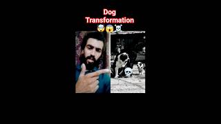 Dog Transformation 🤯😱☠️ #dog #transformation #dogshorts #dogfeeds #animals #pets #shorts #gymdog