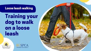 Training your dog to walk on a loose leash | BC SPCA AnimalKind by BC SPCA (BCSPCA Official Page) 741 views 1 year ago 22 minutes