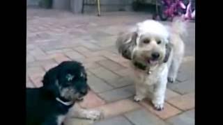 西藏雪臘斯梗犬-吉利6Y嚕嚕米4Y8M