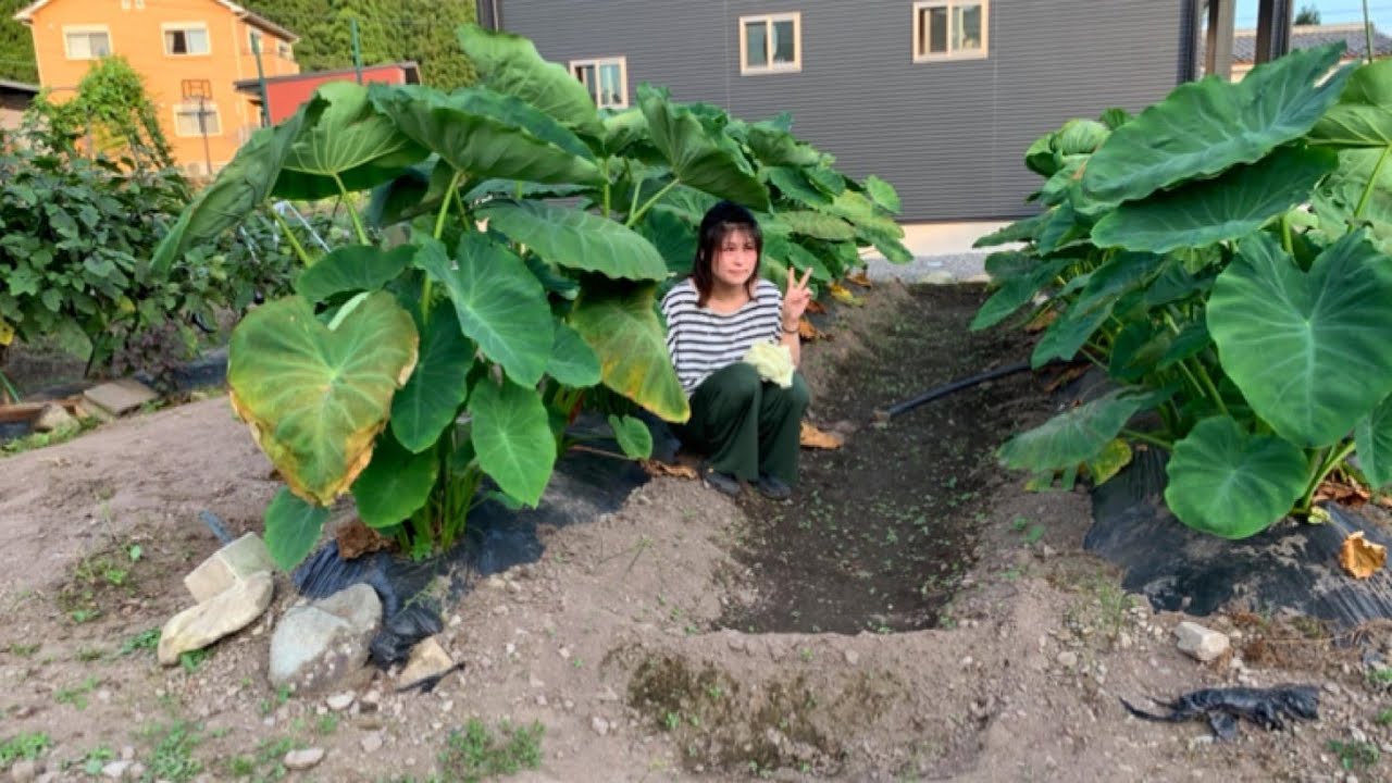 里芋の育て方 植えてから夏場までにやること ポイント 芽かき 肥料と土寄せ 水やり 家庭菜園 自給自足 Youtube