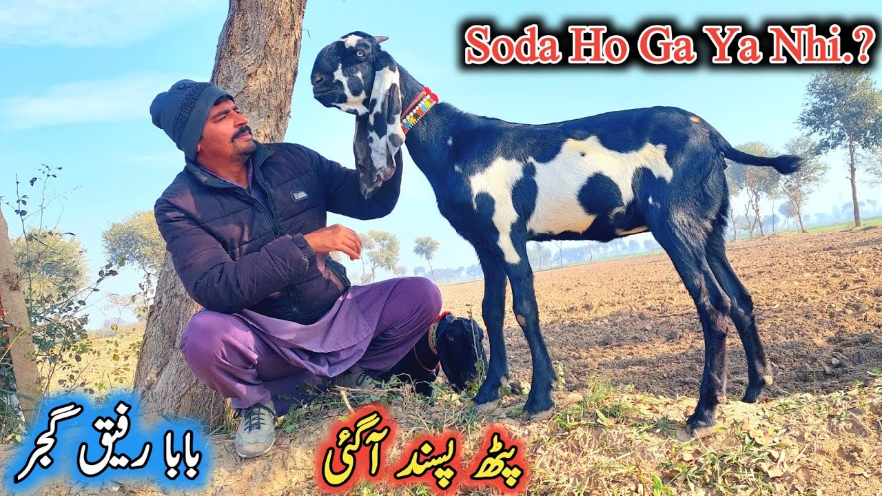 Ktna Rate Laga Diya-سودا ہو گا یا نہیں۔؟-Baba Rafeeq Gujjar ki Bakriyan ...