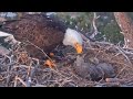 Last feedings of the day for both eaglets | Big Bear Bald Eagle | Apr 21, 26
