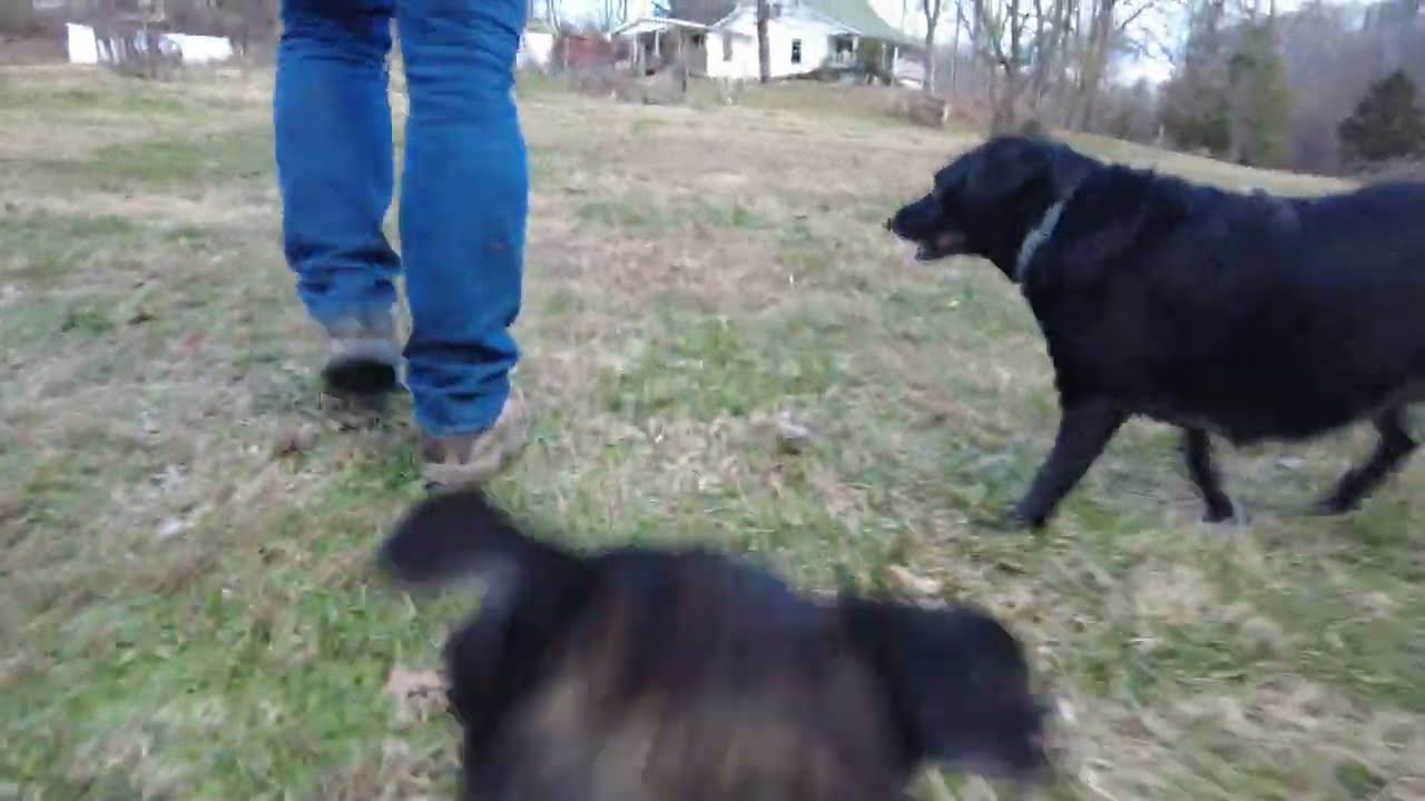 Super dog Bernie takes control of the camera!