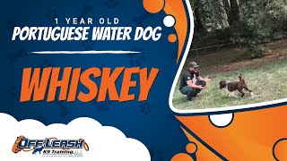 Portuguese Water Dog, 1 Year Old, Whiskey | Best Dog Trainers Northern VA| Off Leash K9