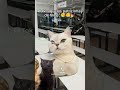 POV: aquelas patricinhas de filme: #gatos #pfvr #memes #nflopa #cat #nflopa #pets #pfv #gato #nflopa