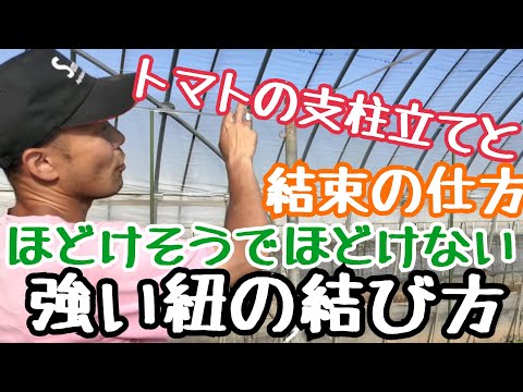 俺流トマトの支柱立てと紐の結束のやり方。ほどけそうでほどけない。でも強く結べる紐の結び方