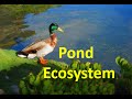 Pond Ecosystem Concepts and Organisms