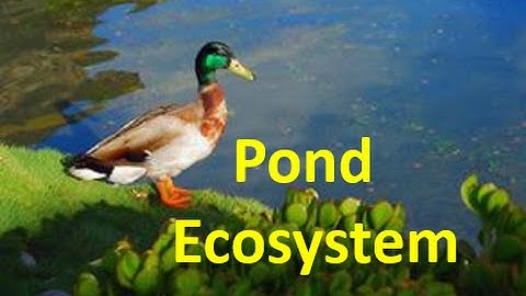 Pond Ecosystem for kids - Pond Ecology Facts & Quiz