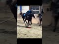Just a reminder no one’s perfect! #horse #pony #horseriding #riding #edit #mistakes #sport #capcut