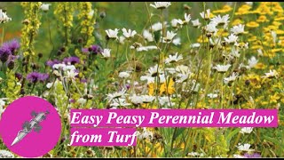 Easy Peasy Perennial Meadow from Turf