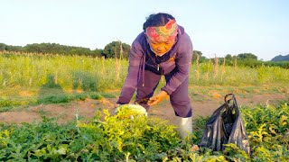 Farming farm - My mother&#39;s watermelon harvest