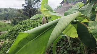 SETETES AIR HINA, KERAMAT - REVINA ALVIRA - DANGDUT KLASIK - GASENTRA TERBARU 2025