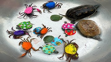 Kem Ốc và cua Chanel lái xe công đi bắt con cua, con cá, con rùa, con ếch, nòng nọc, mèo con.